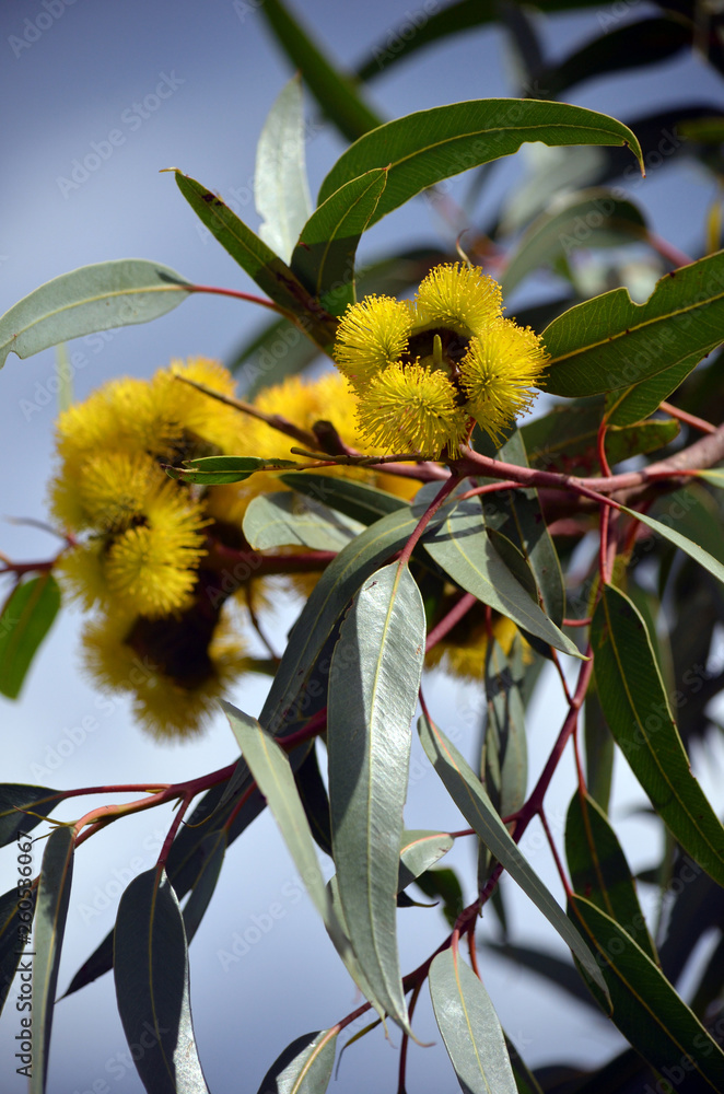Φωτογραφία Vibrant yellow flowers of the mallee gum tree Eucalyptus erythrocorys, family Myrtaceae