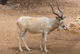 A critically endangered Addax (Addax nasomaculatus) also known as the screwhorn or white antelope