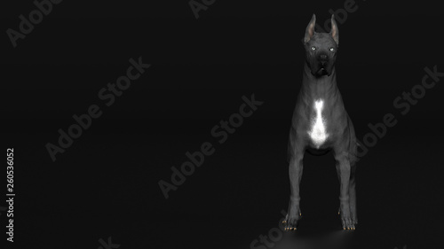 Great Dane full body frint view pose on black background 3d render