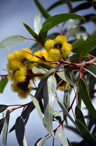 Vibrant yellow flowers of the mallee gum tree Eucalyptus erythrocorys, family Myrtaceae. Also known as the Illyarrie, Red capped Gum or Helmet nut gum. Endemic to Western Australia.  photo