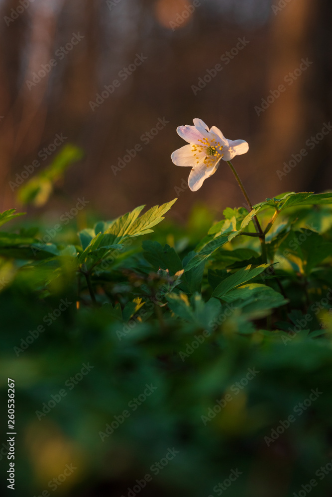 Fototapeta premium Close up of Anemone Nemorosa, windflower standing in the sunlight from a sunset in Pålsjö Forest in Helsingborg, Sweden as an early sign of spring. 