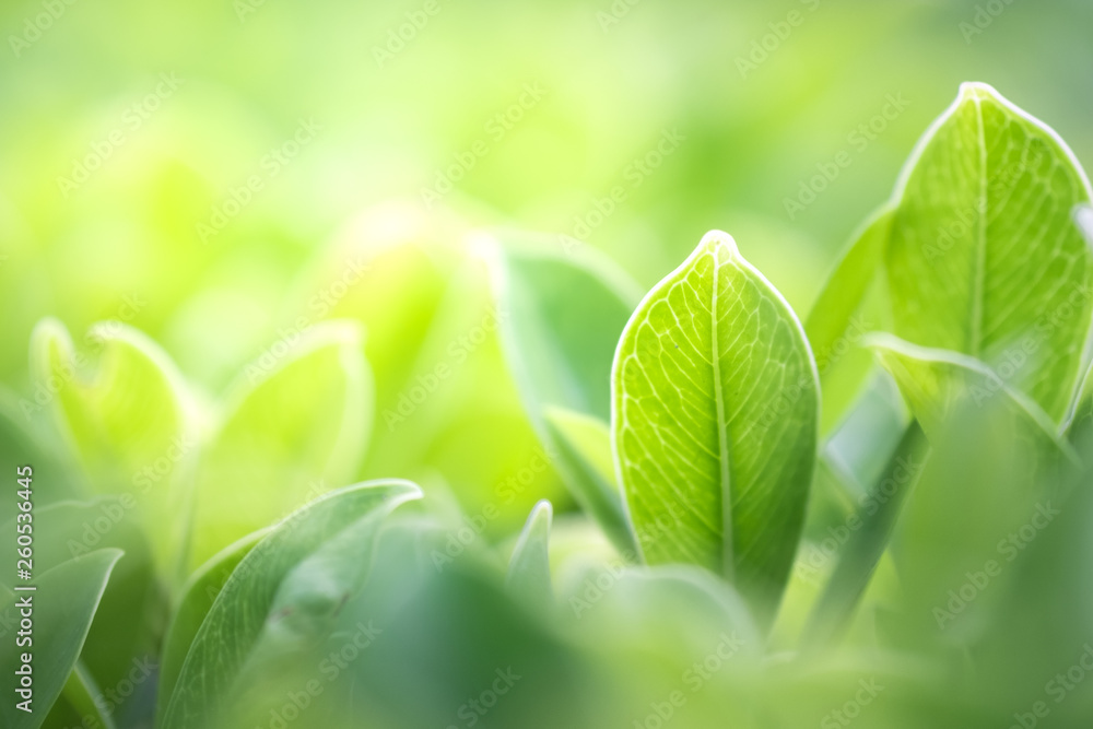 Close up beautiful view of nature green leaves on blurred greenery tree background with sunlight in public garden park. It is landscape ecology and copy space for wallpaper and backdrop. Close up beautiful view of nature green leaves on blurred greenery tree background with sunlight in public garden park. It is landscape ecology and copy space for wallpaper and backdrop.