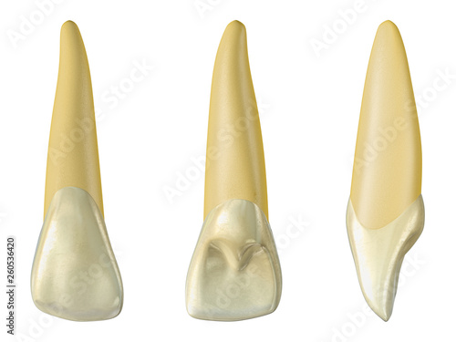 maxillary lateral incisor tooth in the buccal, palatal and lateral views. Realistic 3d illustration of maxillary lateral incisor tooth.
