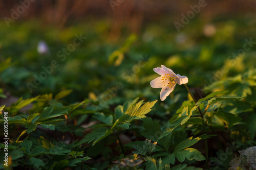 Close up of Anemone Nemorosa, windflower standing in the sunlight from a sunset in Pålsjö Forest in Helsingborg, Sweden as an early sign of spring. 