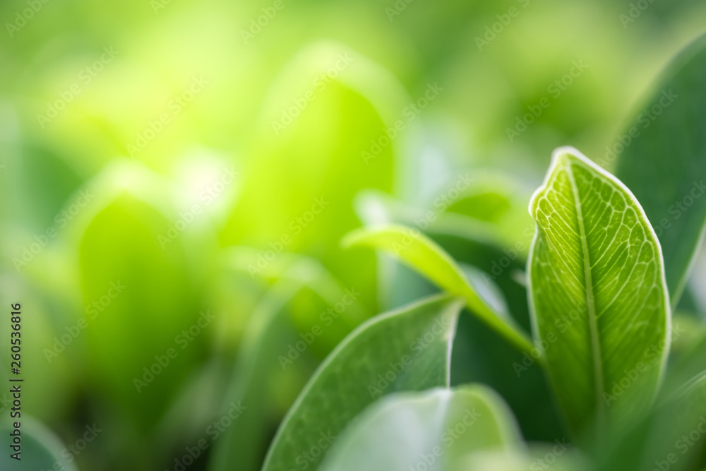 Close up beautiful view of nature green leaves on blurred greenery tree background with sunlight in public garden park. It is landscape ecology and copy space for wallpaper and backdrop. Close up beautiful view of nature green leaves on blurred greenery tree background with sunlight in public garden park. It is landscape ecology and copy space for wallpaper and backdrop.