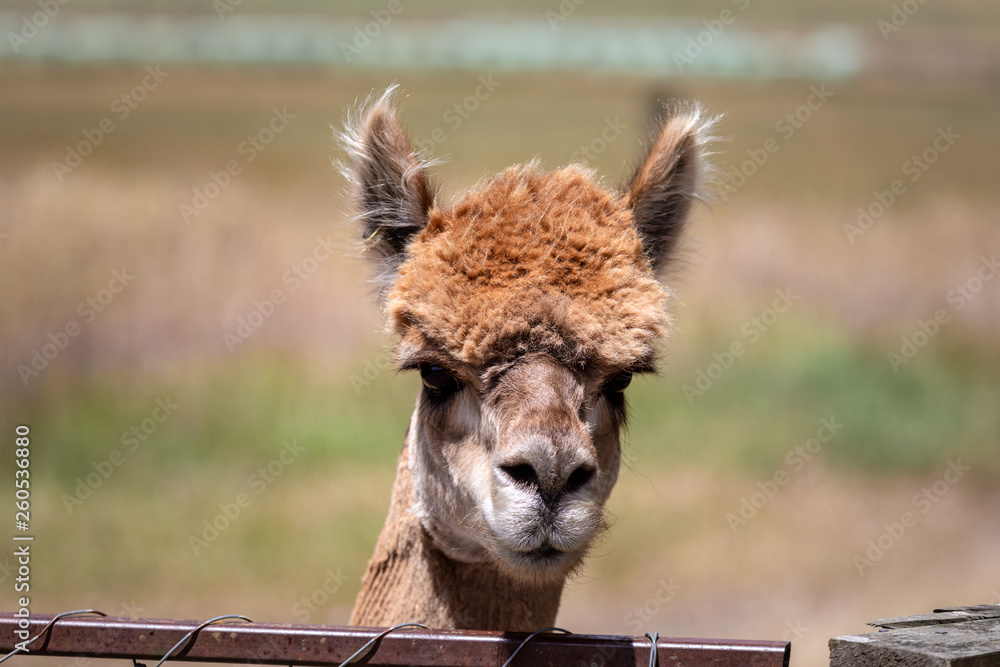 Obraz premium Alpaca animal in New Zealand