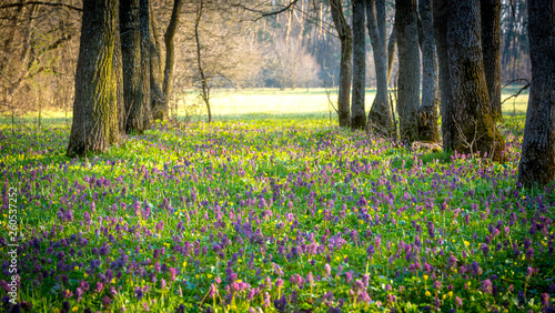 wild spring flower meadow
