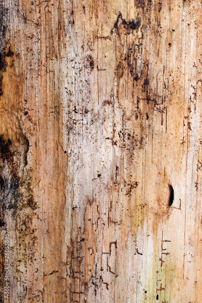 Weathered wood of a tree ~GRAIN~ Weathered wood of a tree ~GRAIN~
