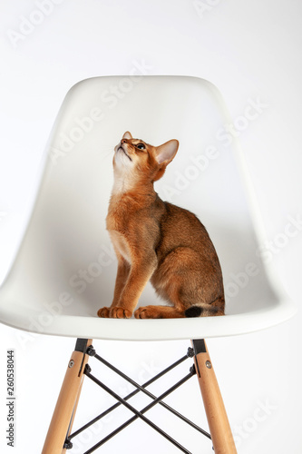 Abyssinian cat named Jam, 3 months. © Pitcher