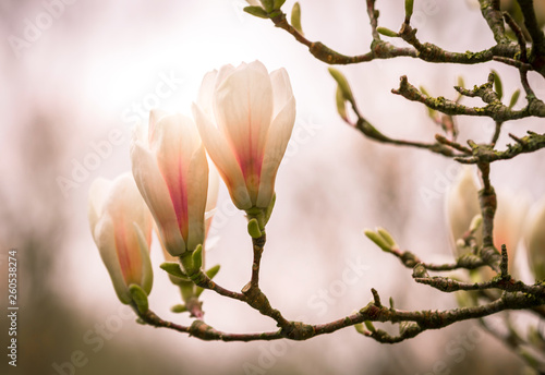 Magnolie im Gegenlicht