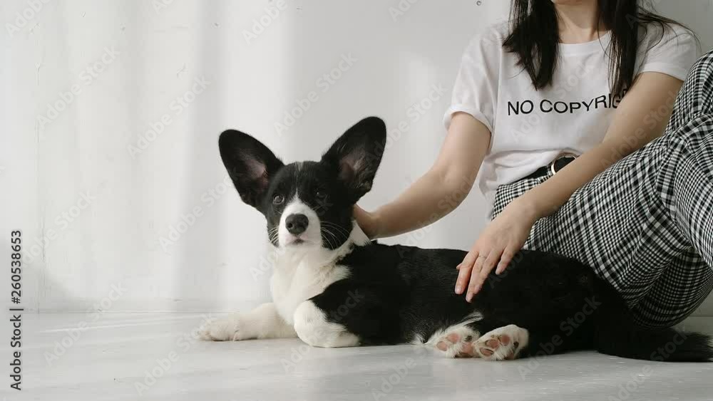 SLOW MOTION: Young woman sits on a floor and strokes a black and white corgi SLOW MOTION: Young woman sits on a floor and strokes a black and white corgi