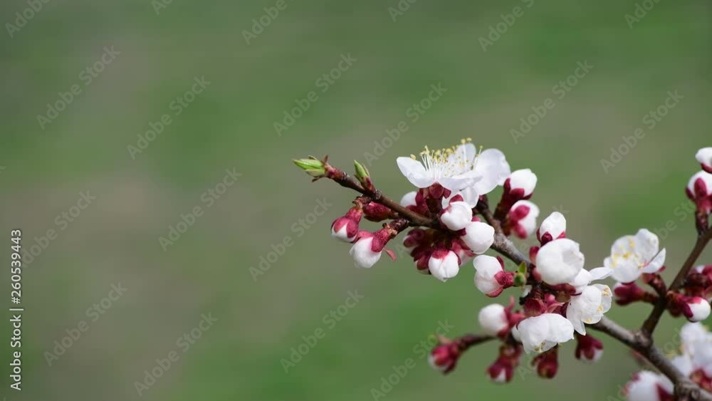 Nice spring collection tree branches with white flowers in blue sky Nice spring collection tree branches with white flowers in blue sky