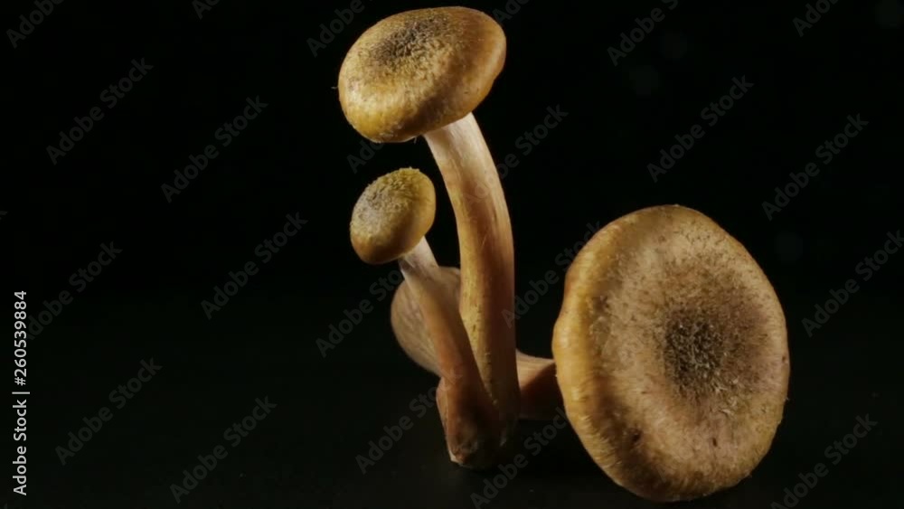 Group of honey mushrooms, in rotation on a black background. Group of honey mushrooms, in rotation on a black background.