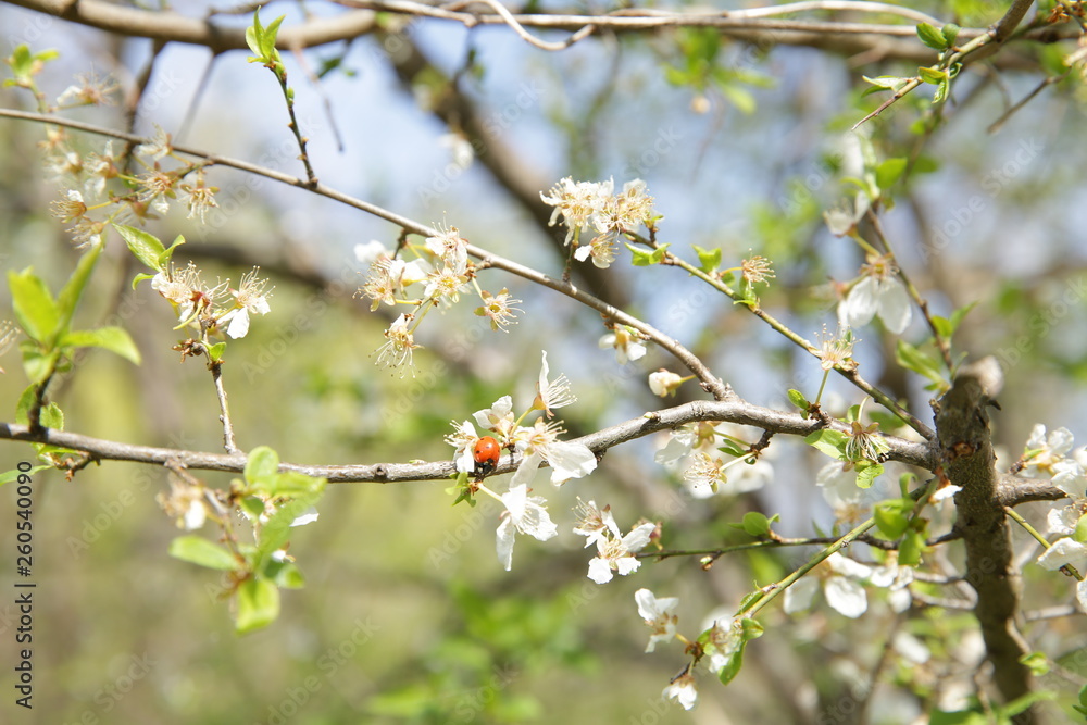 branch of a flowering tree in spring with a ladybug branch of a flowering tree in spring with a ladybug