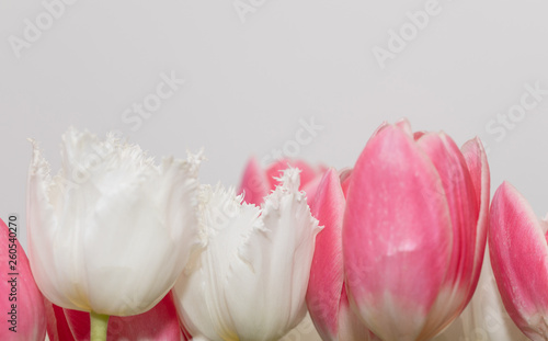 Tulips. Isolated. Spring. Pink. White. Flowers