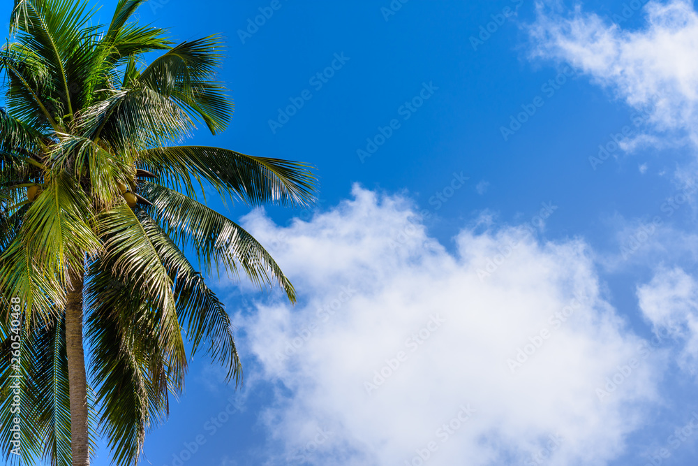 Coconut Palm tree with blue sky and cloud.Beautiful tropical background.