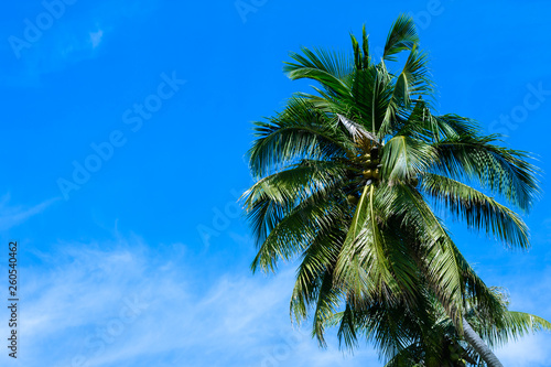 Coconut Palm tree with blue sky and cloud.Beautiful tropical background.