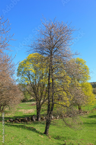 Flowering trees