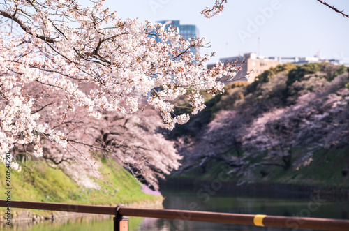 cherry blossom at chidori ga fuchi, tokyo, japan photo