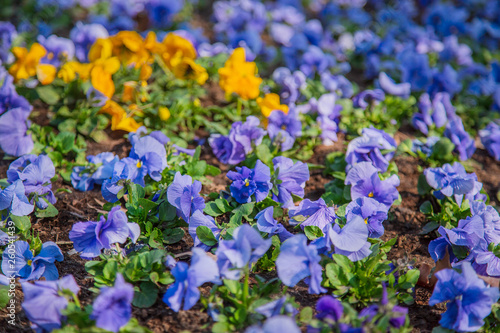 Pansies in a natural environment in the park.