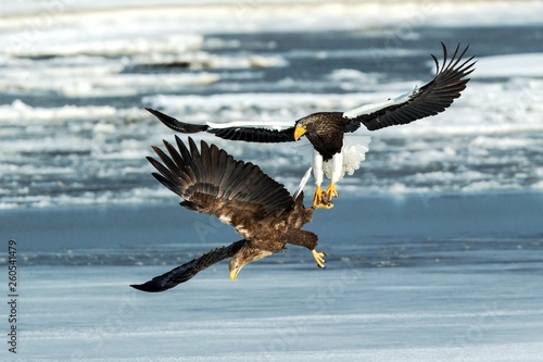 Steller's sea eagle and white-tailed eagle fighting over fish, Hokkaido, Japan, majestic sea raptors with big claws and beaks, wildlife scene from nature,birding adventure in Asia,birds in fight © Ji