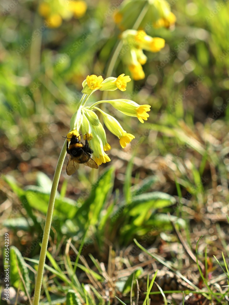 Erdhummelkönigin (Bombus terrestris) an Schlüsselblume (Primula veris) Erdhummelkönigin (Bombus terrestris) an Schlüsselblume (Primula veris)