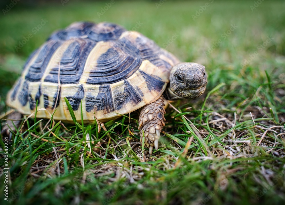 Griechische Landschildkröte auf Achse Griechische Landschildkröte auf Achse
