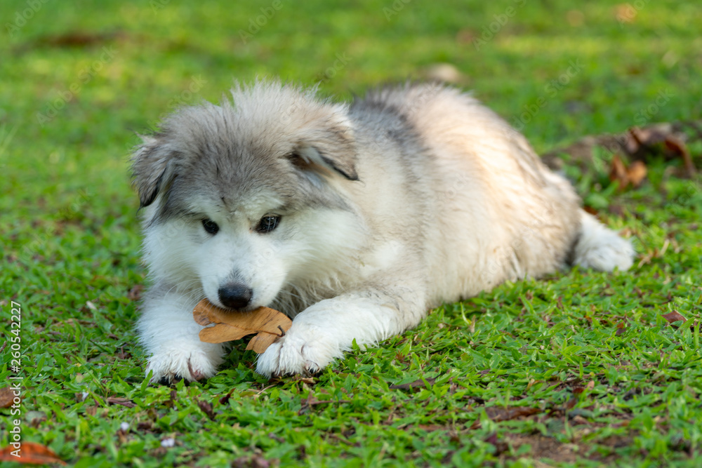 A small alaskan malamute puppy hold dry leaf in his mouth