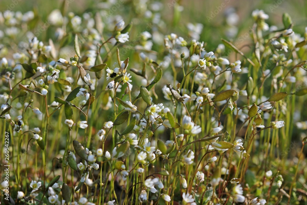 Fototapeta premium Frühlings-Hungerblümchen (Draba verna)