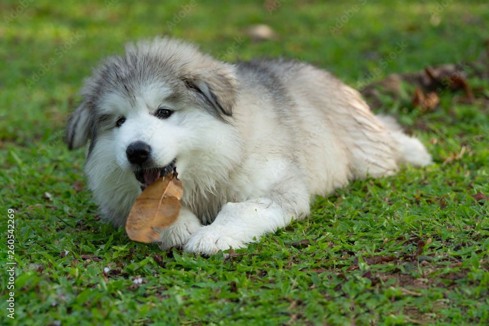 a small alaskan malamute dog lying on green grass & playing dry brown leaf a small alaskan malamute dog lying on green grass & playing dry brown leaf