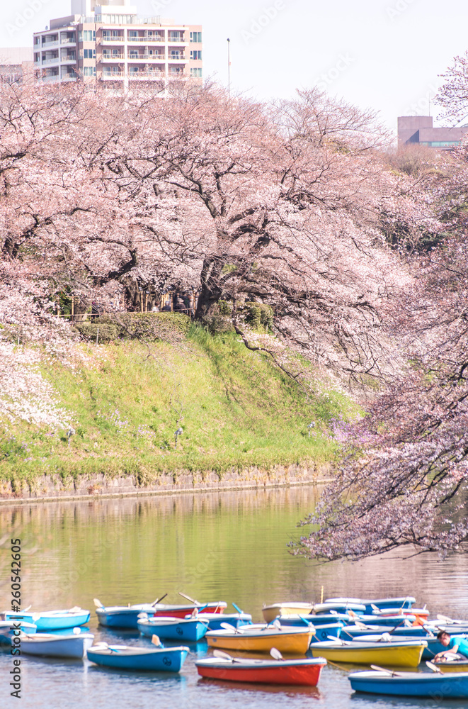 cherry blossom at chidori ga fuchi, tokyo, japan