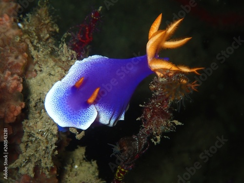 Closeup and macro shot of nudibranch in underwater world diving in Sabah, Borneo.