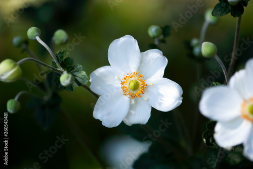 White Japanese Anemone Flower