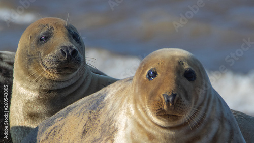 Grey Seal resting on beach