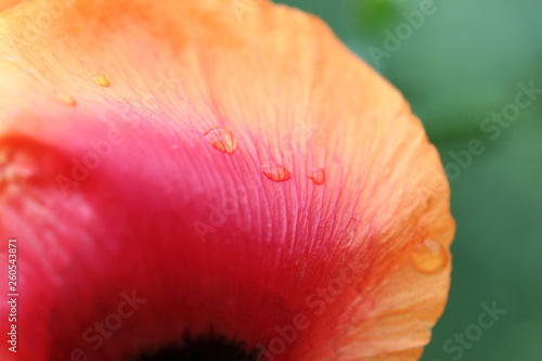 multi colored poppy flower and water drop