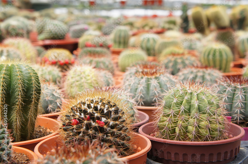 Selected focused on a group of small and colourful cactus planted in small plastic pots. The cactus will be used as indoor decoration. Sale to the customer as income for farmers. Selected focused on a group of small and colourful cactus planted in small plastic pots. The cactus will be used as indoor decoration. Sale to the customer as income for farmers.