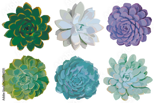 Set of succulent plants isolated on white. Colorful vector illustration.