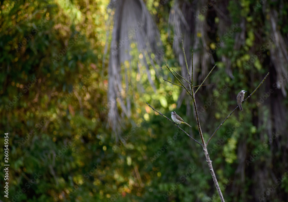 Mercury birds are on the branches Mercury birds are on the branches
