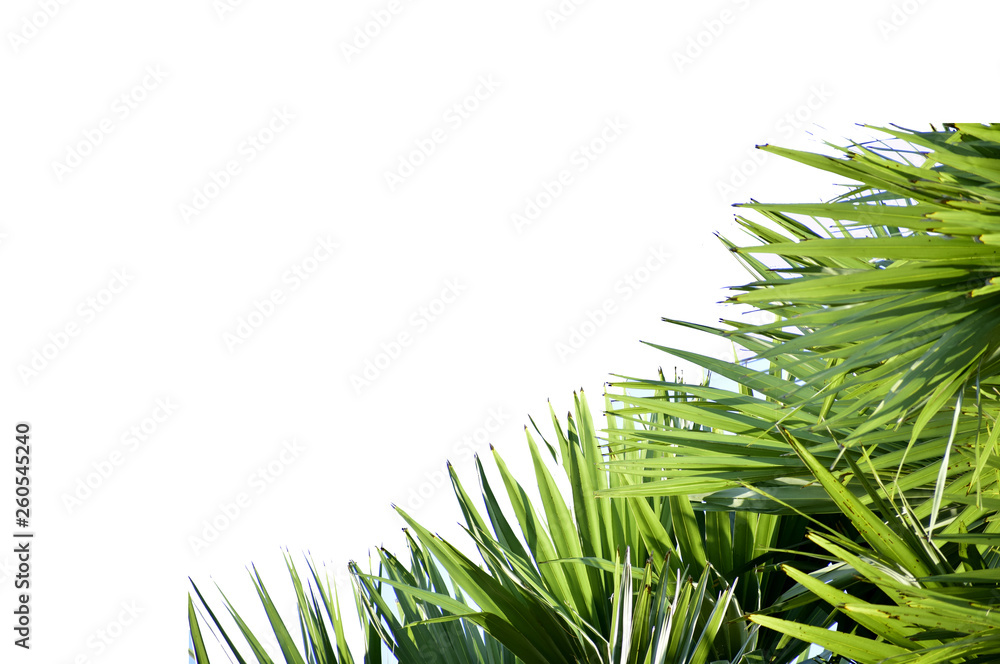 Fototapeta premium Green nature, white background, free space for text input