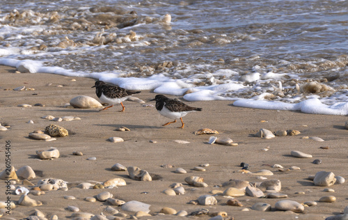 Oiseaux sur une plage de 'île de Ré