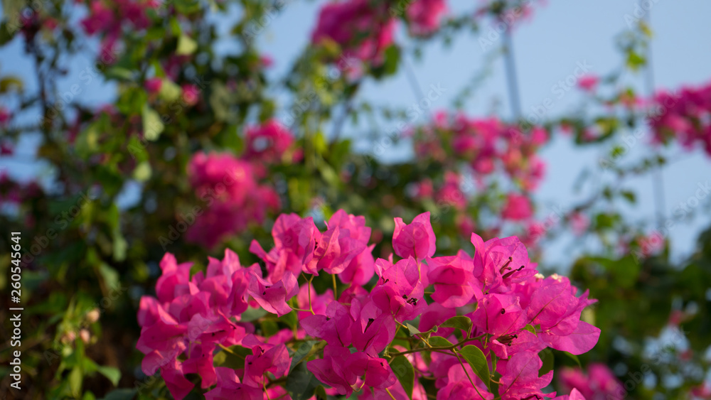 Floral spring background pink beautiful flowers of beautiful nature in sunny day .Spring flowers