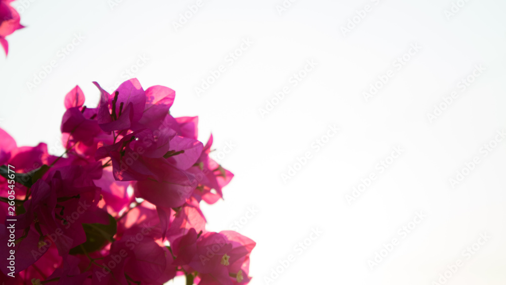 Floral spring background pink beautiful flowers of beautiful nature in sunny day .Spring flowers