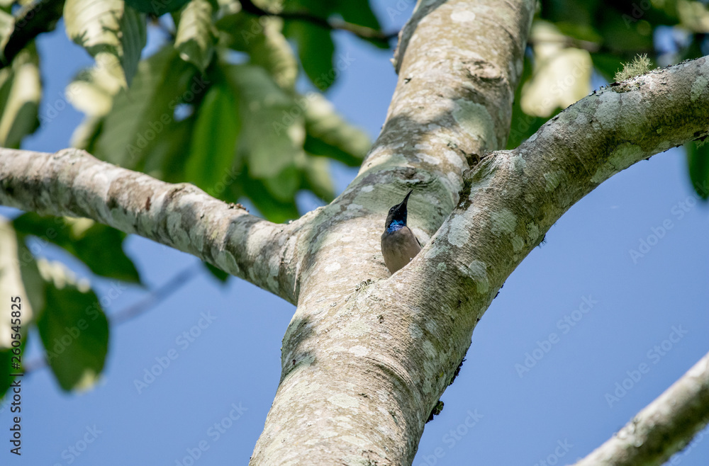 Fototapeta premium Bird in Uganda