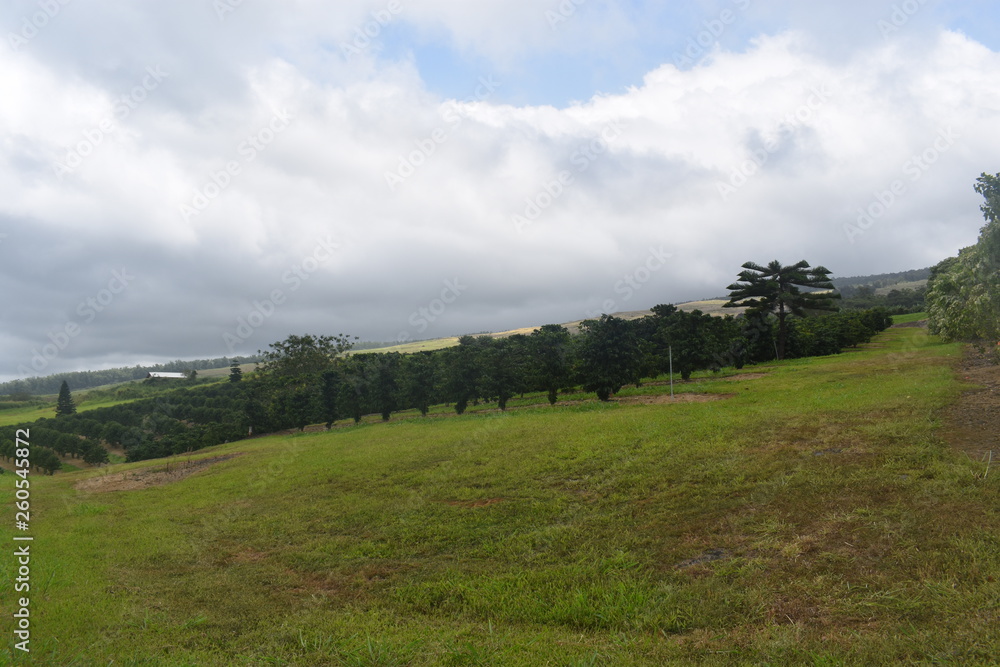 Fototapeta premium Orchard on a rolling hillside in Hawaii laid out in perfect order
