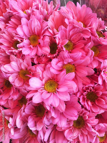 beautiful flowers in blur blackground at flower dome