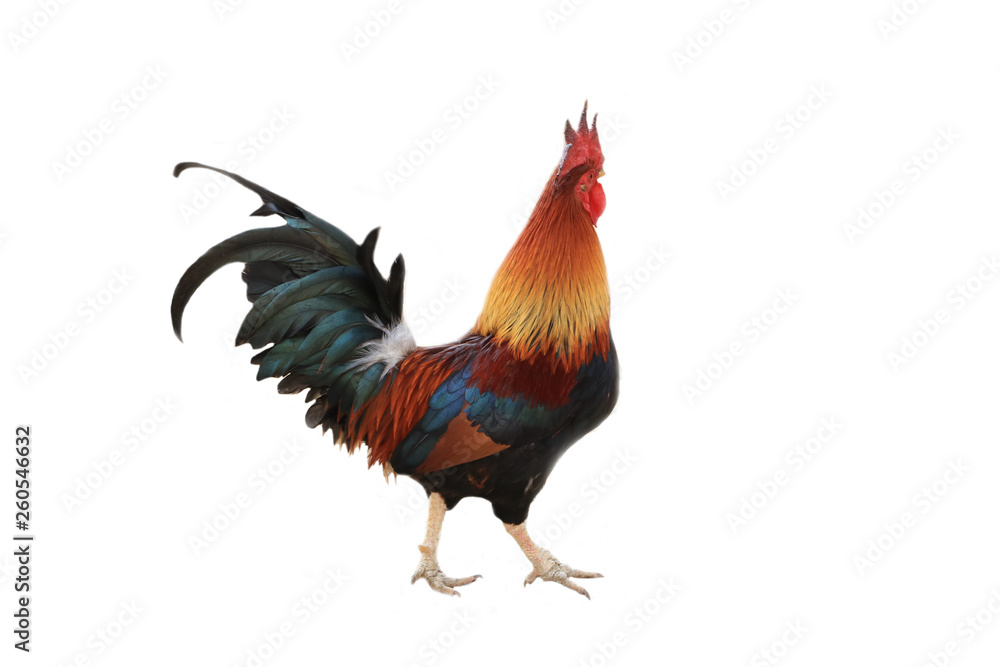 Colorful native chicken, white background.