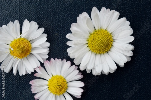 white spring flowers