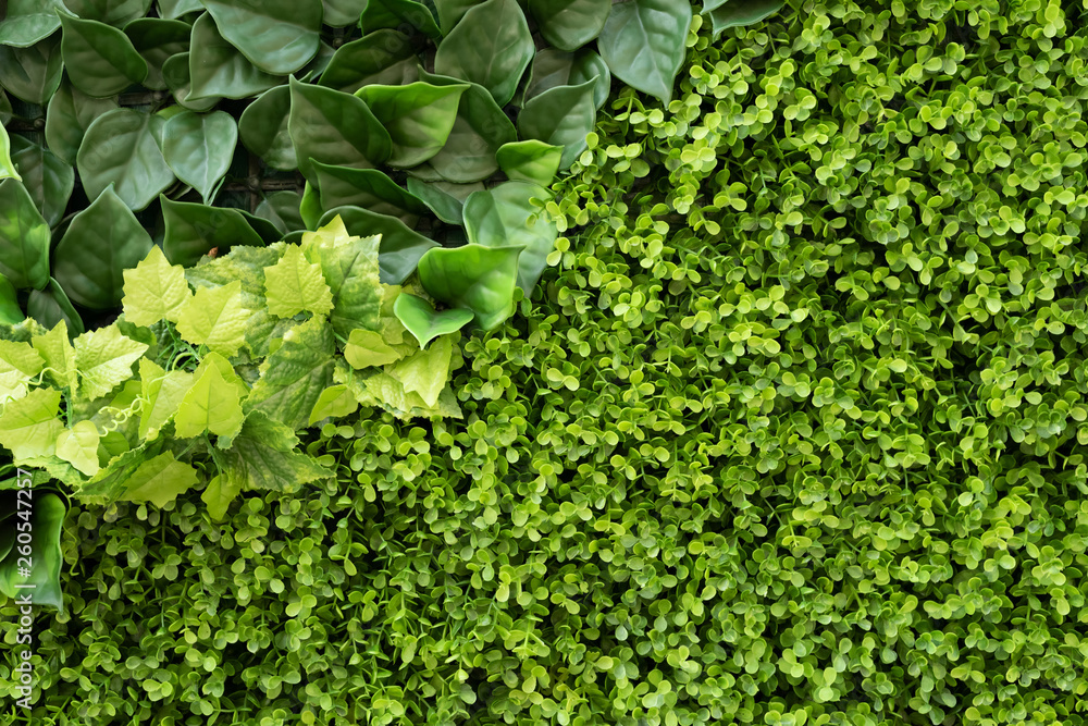 Obraz premium green ivy background