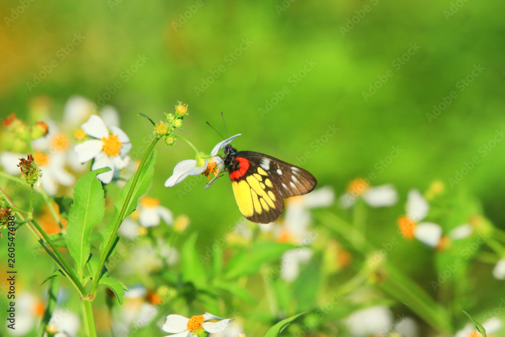 Butterfly with flowers