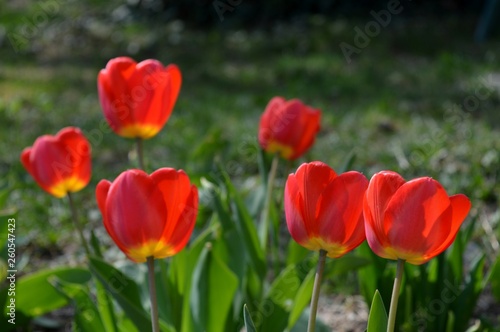 red tulips in the yard